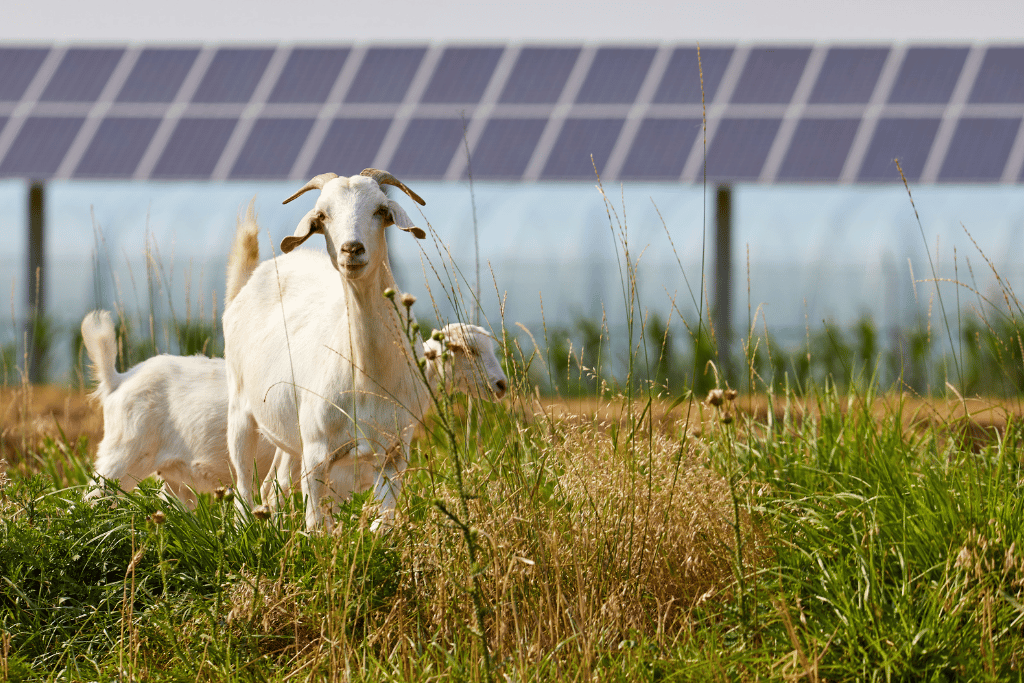 Photovoltaikanlagen auf landwirtschaftlichen Flächen: Eine nachhaltige Energielösung