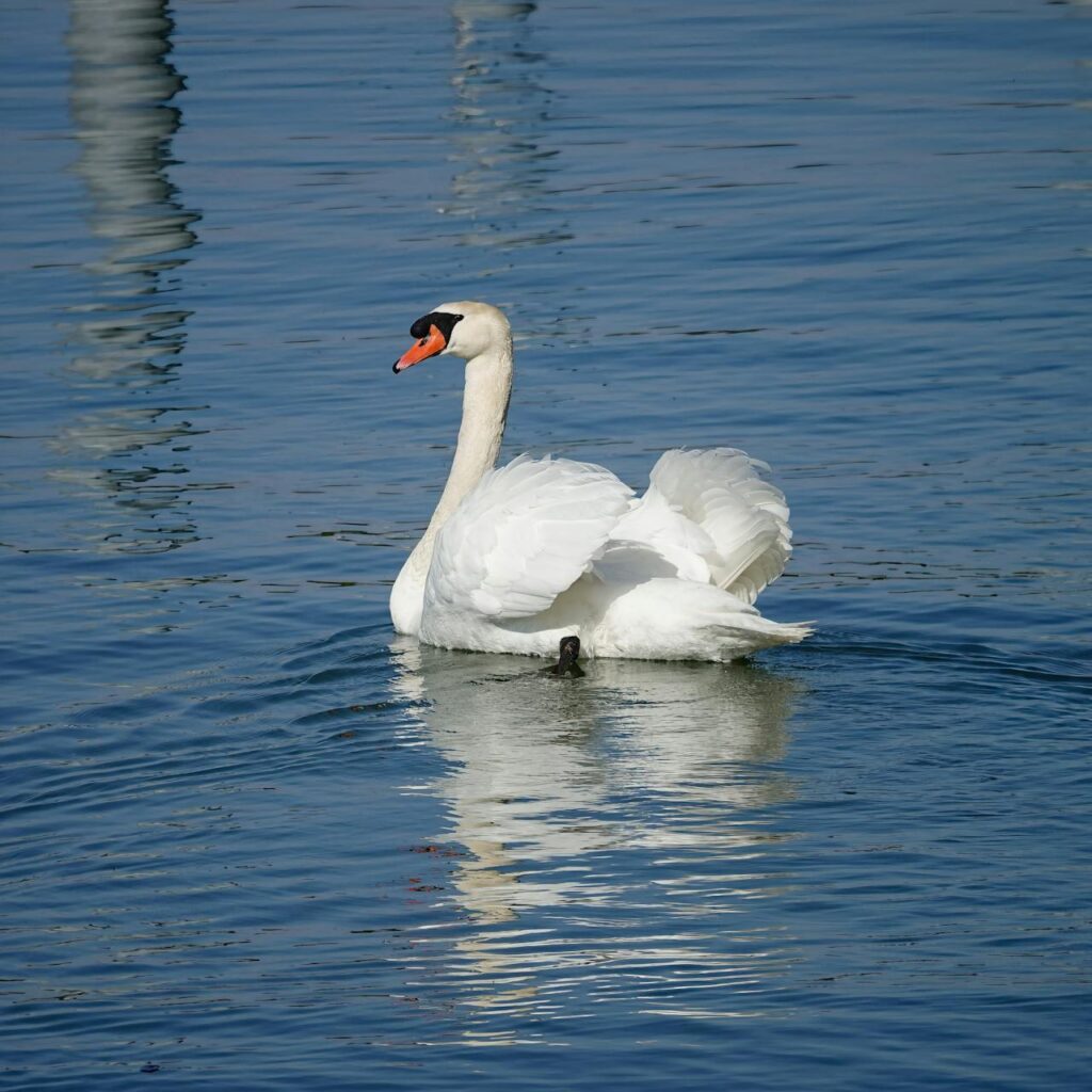 Bodensee